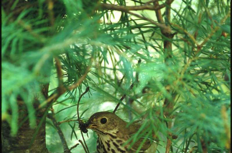 UM, USGS researcher discovers songbird habitat affects reproduction, survival