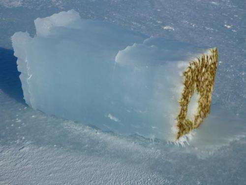 Underwater drones map ice algae in Antarctica