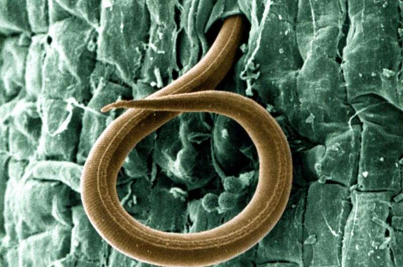 UNH scientist discovers new approach to managing parasitic roundworms