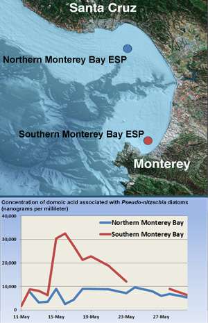 Unusually high concentrations of toxic algae detected in Monterey Bay