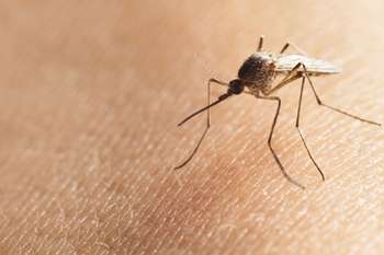 US and Mexico must work to prevent future outbreaks of mosquito-transmitted diseases