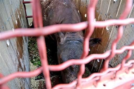 US-born Sumatran rhino in Indonesia on mating mission