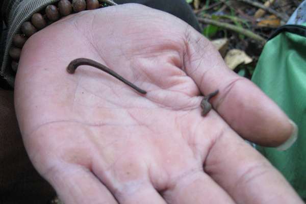 Using leeches to measure mammal biodiversity