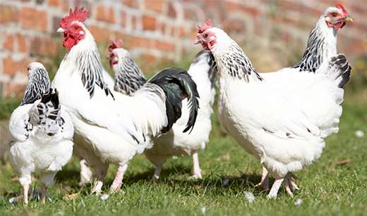 Veterinarians offer tips for preventing bird flu in backyard chickens