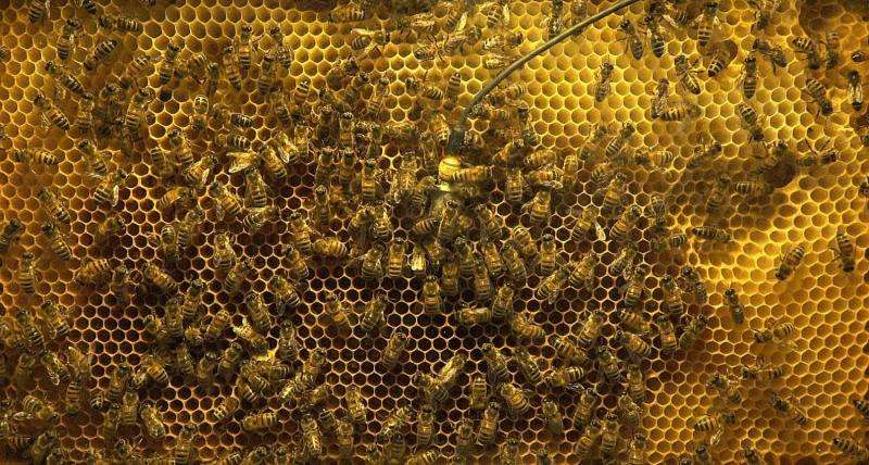 Vibrating bees tell the state of the hive