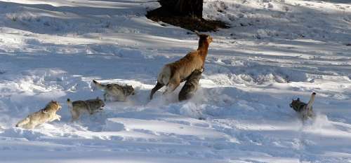 Video: Understanding the ecological role of wolves in Yellowstone National Park
