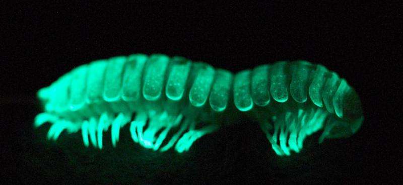 Virginia Tech researcher shines light on origin of bioluminescence