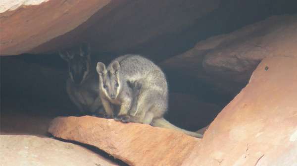 Wallaby sighting in Kalbarri the first in 20 years