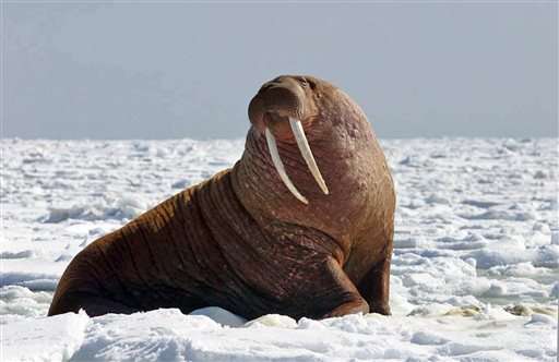 Warming climate leaves Alaskans with fewer walrus to hunt