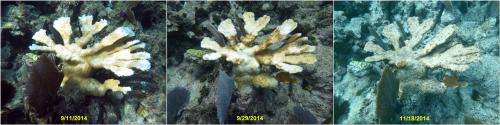 Warm ocean temperatures may mean major coral bleaching