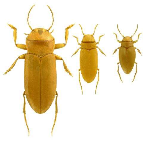 What blind beetles can teach us about evolution