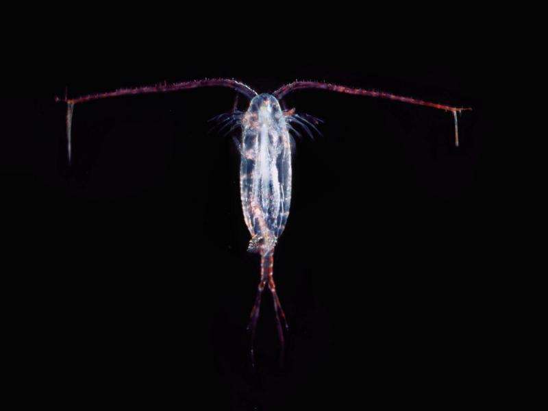 What does it take to escape the water? Plankton have clues