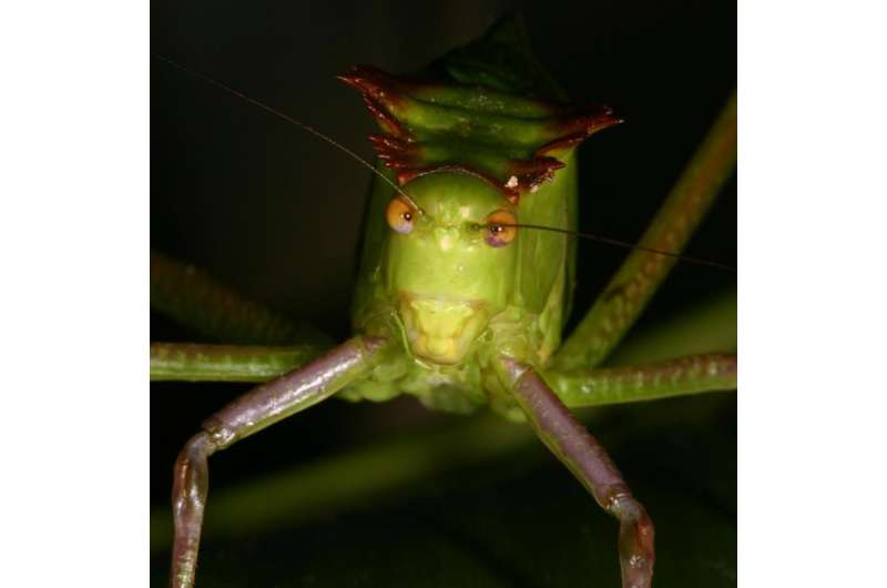 What's love got to do with it? A lot for eavesdropping bats, singing katydids