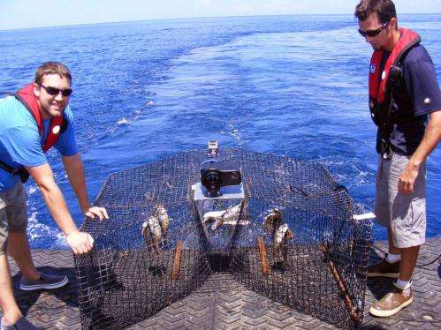 When estimating fish populations, seeing is believing