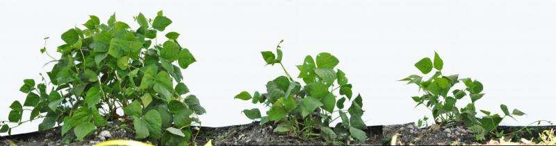 Wild plants call to carnivores to get rid of pests -- could crops do the same?