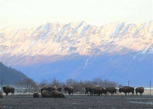 Wood bison make it to Alaska village; April release planned