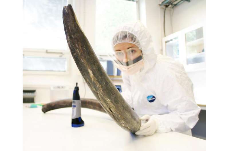 Woolly mammoth genomes offer insight into their history and extinction
