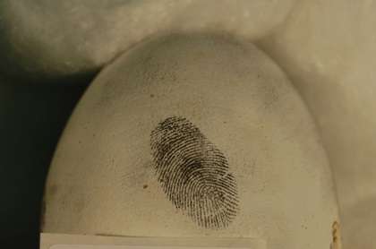 World-first as fingerprints taken from golden eagle feathers