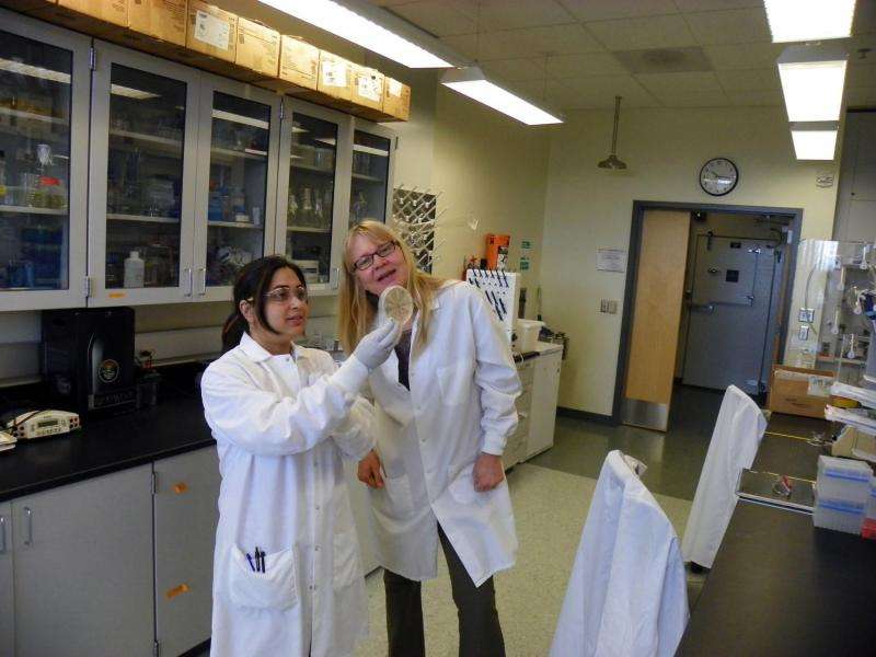 WSU researchers produce jet fuel compounds from fungus