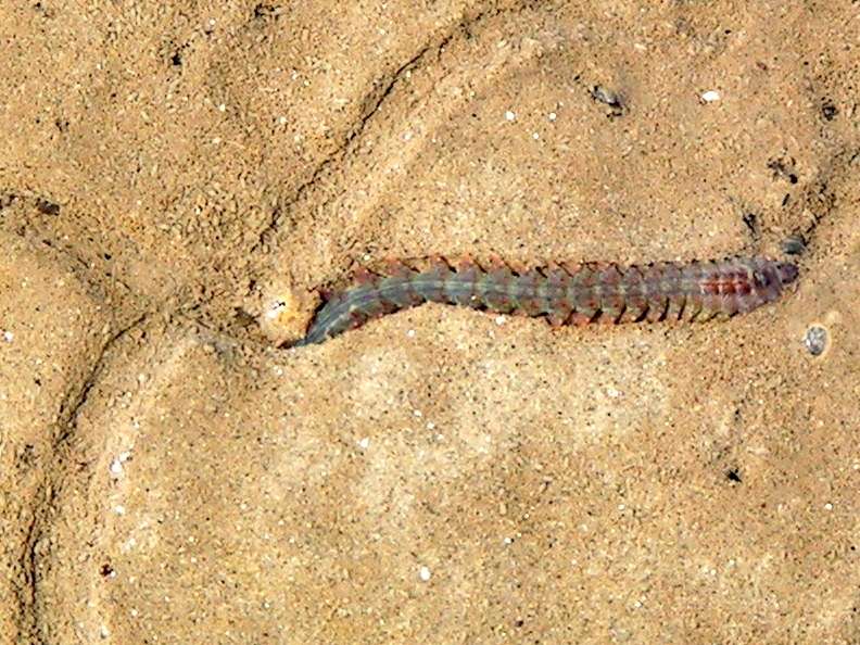 X-ray study reveals new details of how burrowing sea creatures shape geology