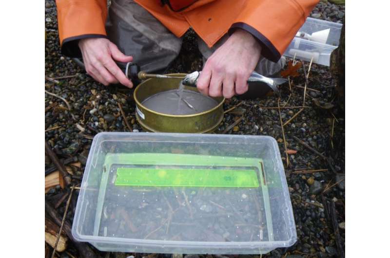 Young chum salmon may get biggest nutrition boost from Elliott Bay restored beaches