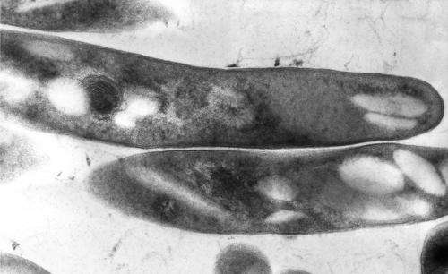 Zombie bacteria in tuberculosis