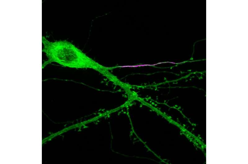 New insight into how neurons regulate their activity