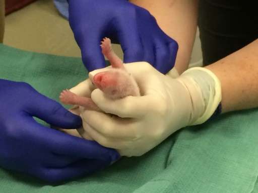 This image released August 23, 2015 courtesy of the Smithsonian's National Zoo shows the second of the two giant panda cubs born