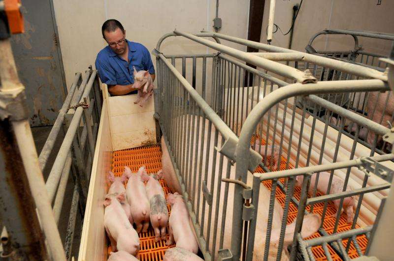 Researchers studying ways to combat deadly swine virus