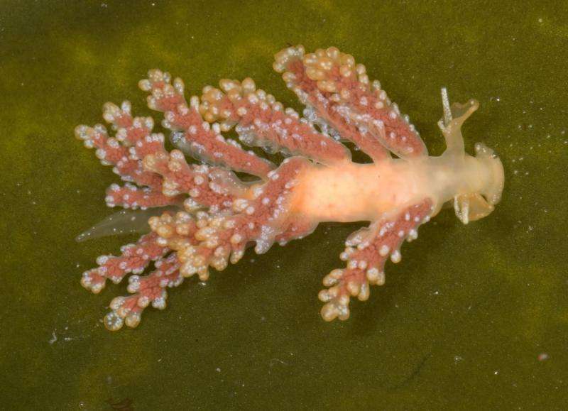 102 new species described by the California Academy of Sciences in 2015