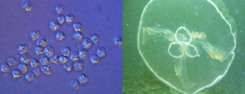 Researchers sequence genomes of parasite that is actually a 'micro jellyfish'