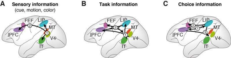 Neuroscientists show that multiple cortical regions are needed to process information