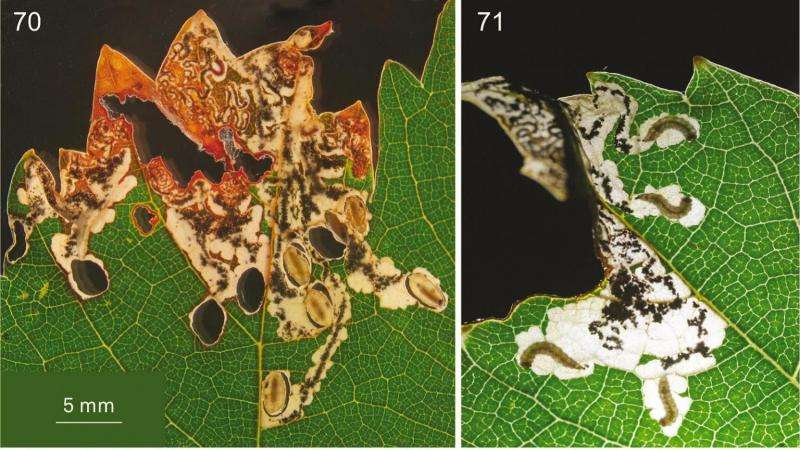 New species of leafminer on grapevine in Western Cape came from wild grapes