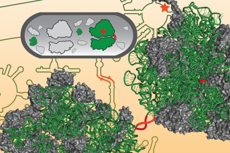 Researchers design first artificial ribosome