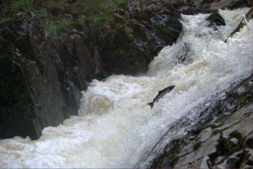 Researchers explain mysterious migratory journey of wild salmon
