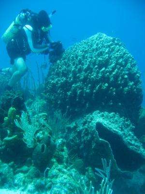Scientists discover bacteria in marine sponges harvest phosphorus for the reef community