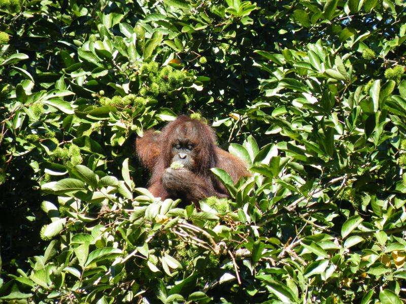 Biodiversity and carbon co-benefits to improve sustainable palm oil
