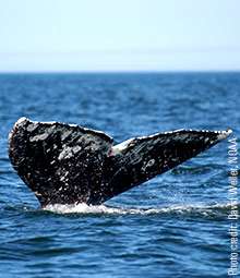 Climate change may draw gray whale back to Atlantic
