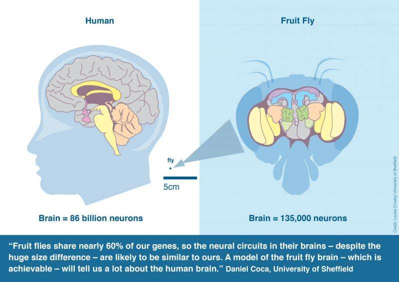 Researchers launch collaborative project to build first complete fly brain model