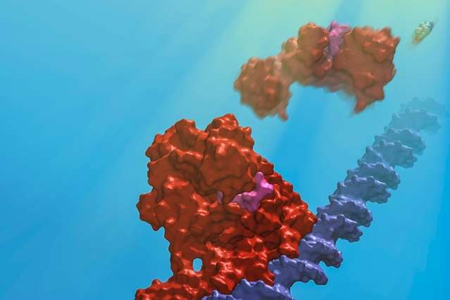 Scientists identify and map the protein behind a light-sensing mechanism