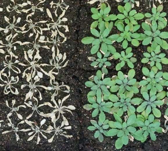 Scientists reveal underpinnings of drought tolerance in plants