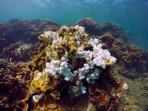 Scientists tinker with evolution to save Hawaii coral reefs