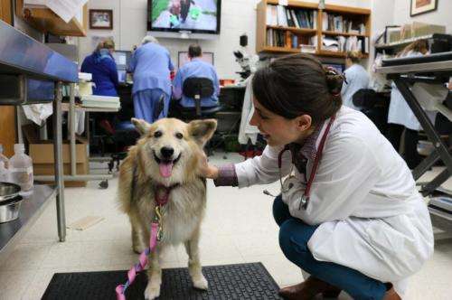 Study reveals possible biological trigger for canine bone cancer