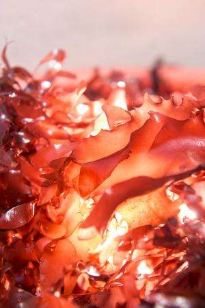 Researchers discover seaweed that tastes like bacon