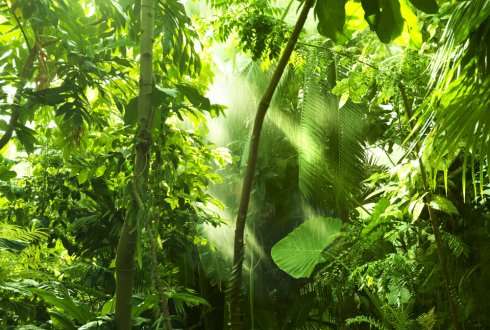Biodiversity enhances carbon storage of tropical forests