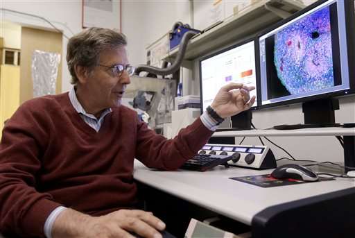 Researchers grow brain parts to study development, disease