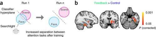Researchers use closed-loop feedback from the brain to improve attention abilities