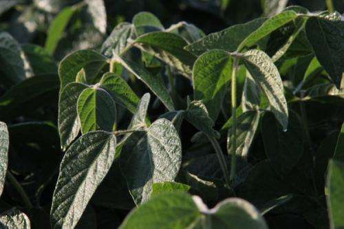 Climate change costing soybean farmers
