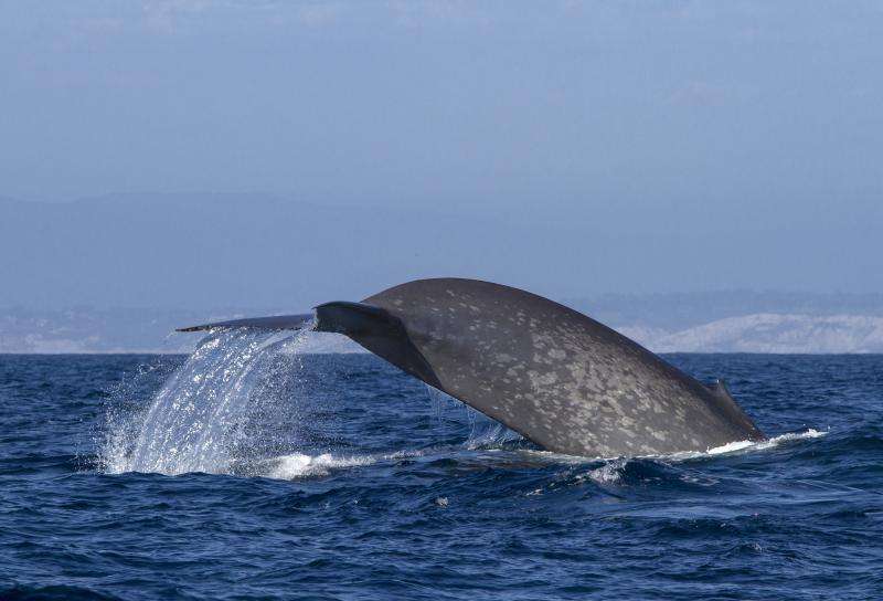 NASA satellite data helps protect endangered whales