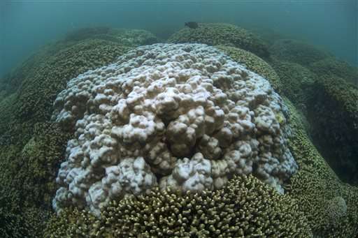 Scientists create 360-degree images of Hawaii coral reefs